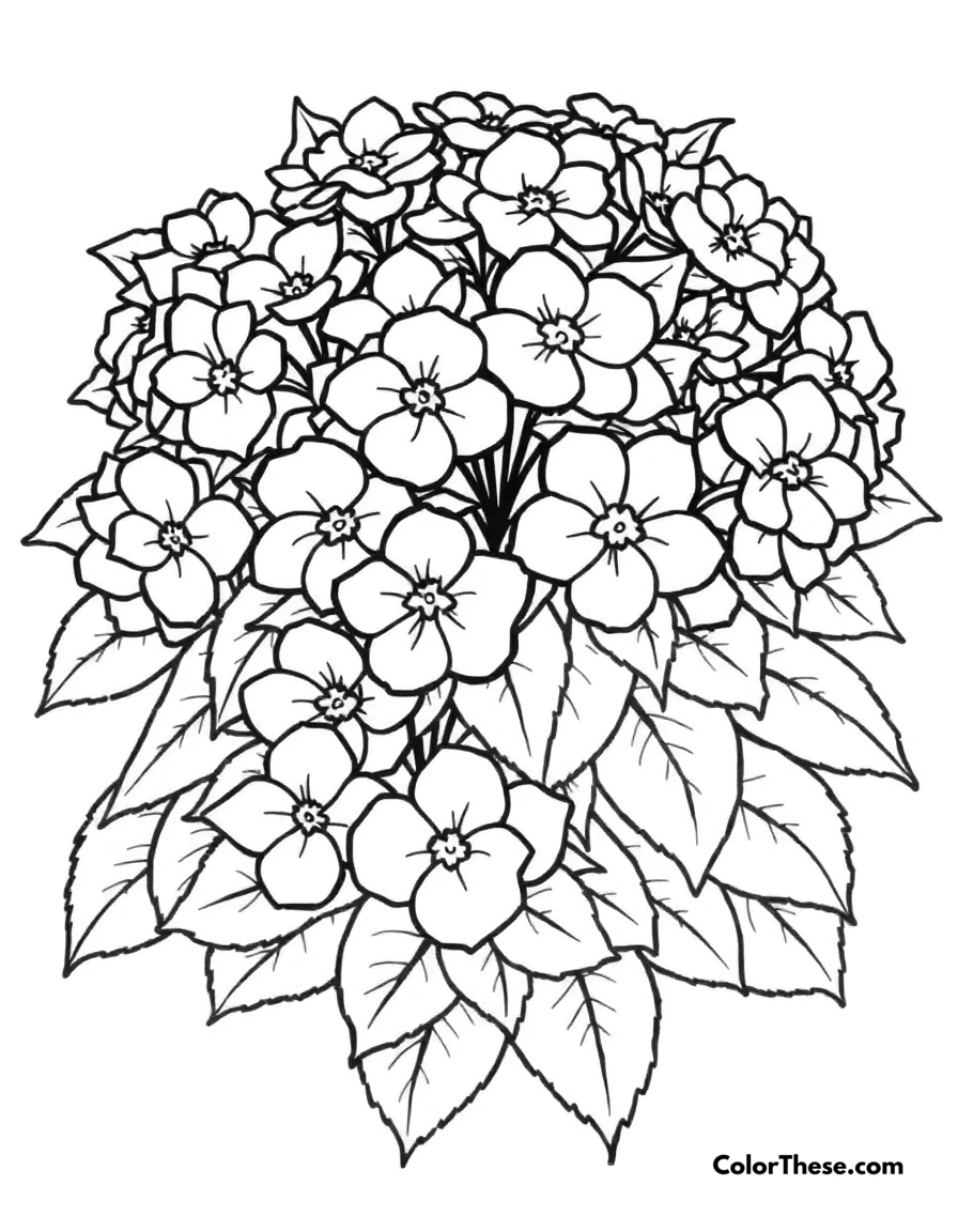 Free printable hydrangea bush coloring page for kids and adults. A bush of hydrangeas in full bloom.