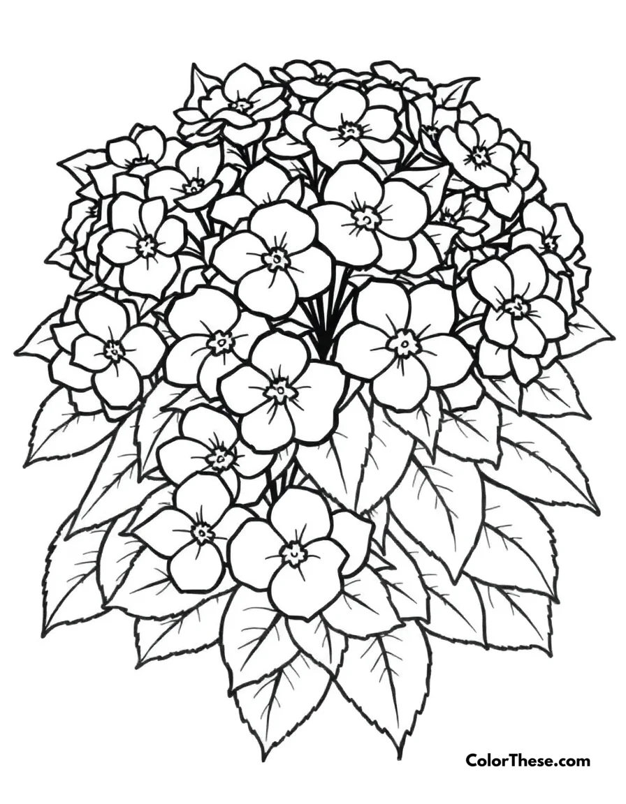 Hydrangea Bush coloring page